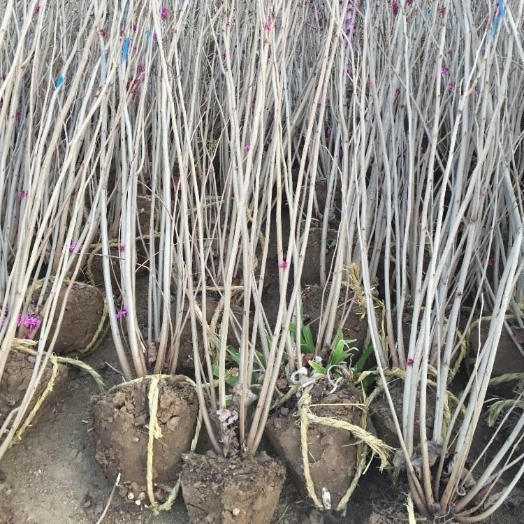 紫荆树批发采购全攻略 优质苗木产品与选苗指南