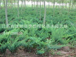 绿韵沭阳 李想苗木园艺场的生态画卷