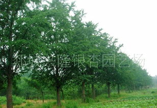 苗木供应信息新窗口，中国花木资讯网精准搭建供需高效平台